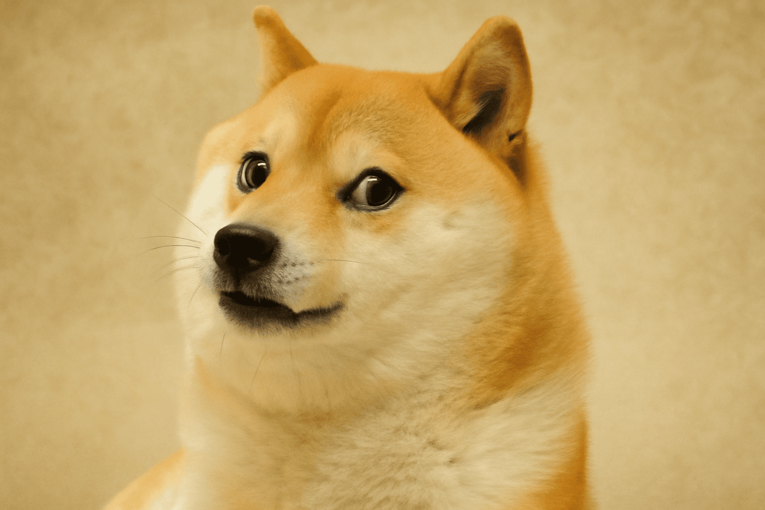 מדוע דוג'קוין עולה השבוע ב-13.4%